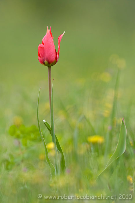 Tulipa clusiana, agenensis o altro?